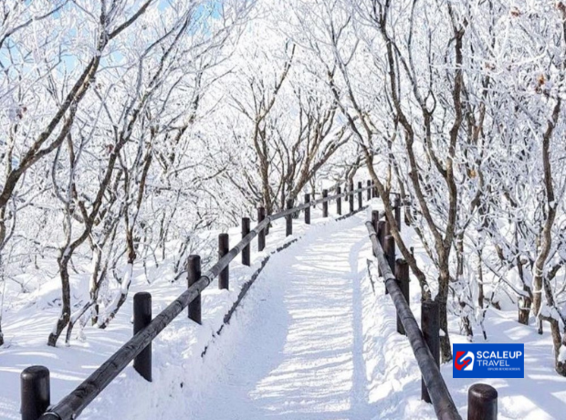 6D4N Korea FLEX Winter