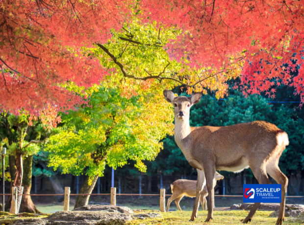 6D4N Osaka + Kyoto + Nara