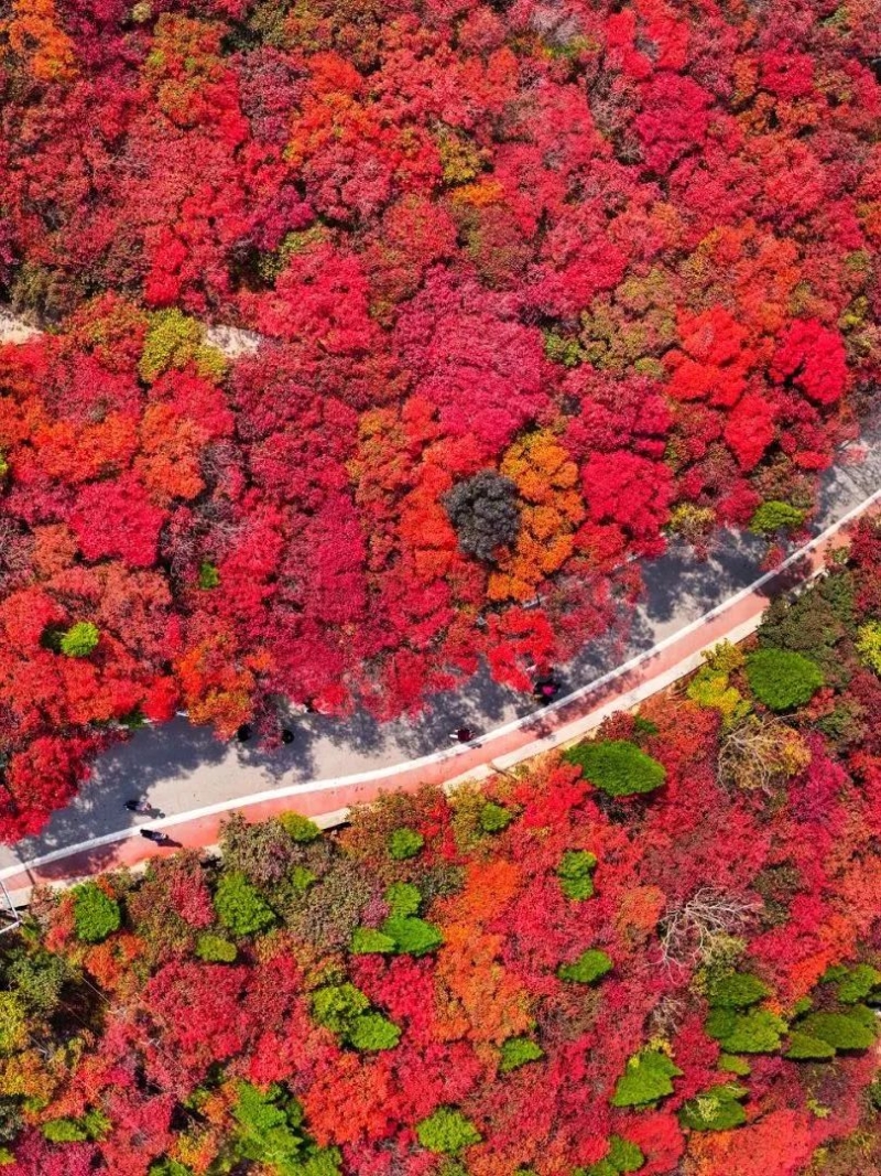 山东一叶知秋 SHANDONG AUTUMN MEMORIES