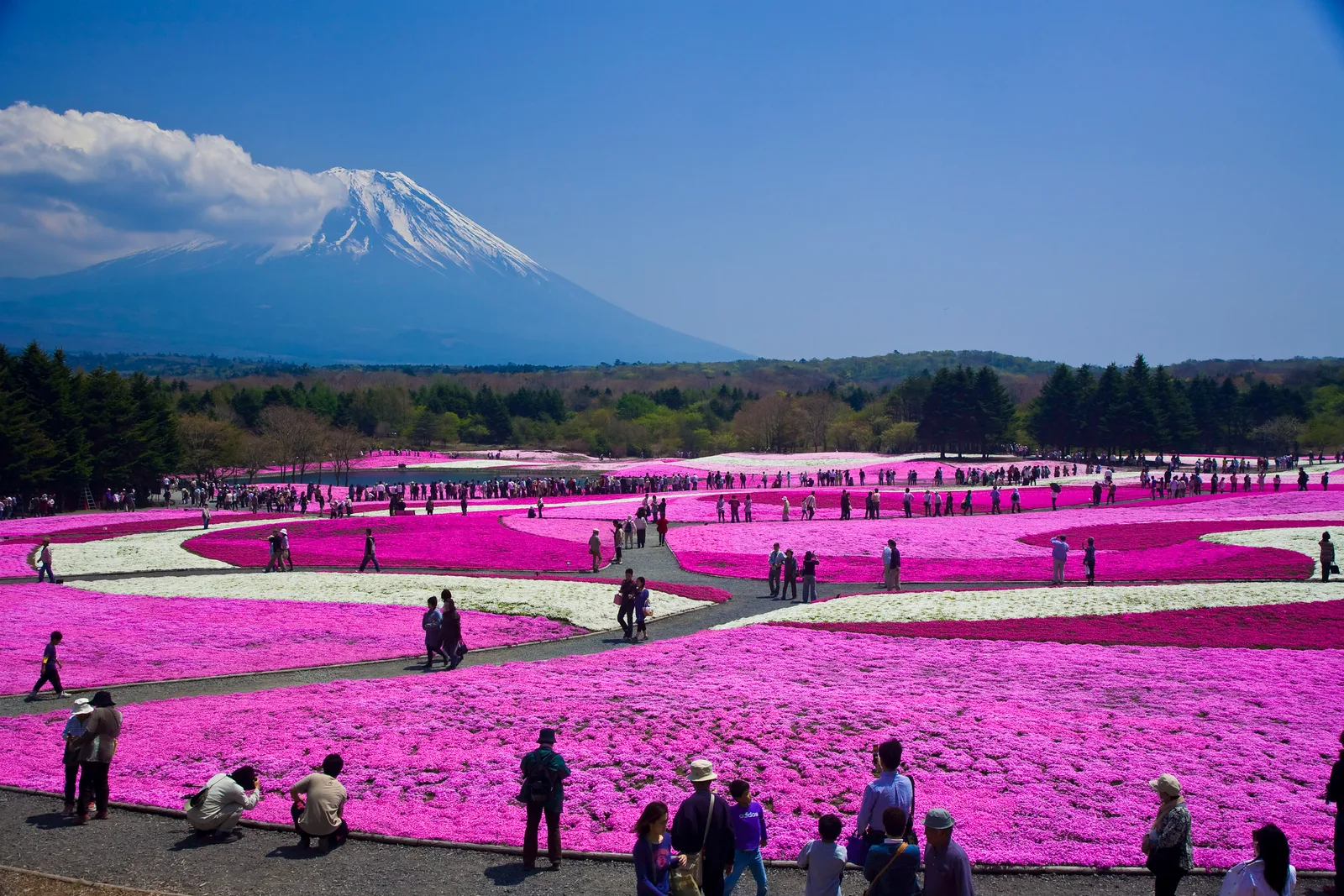 日本雪壁+富士樱花祭 JAPAN ALPINE + FUJI SHIBAZAKURA
