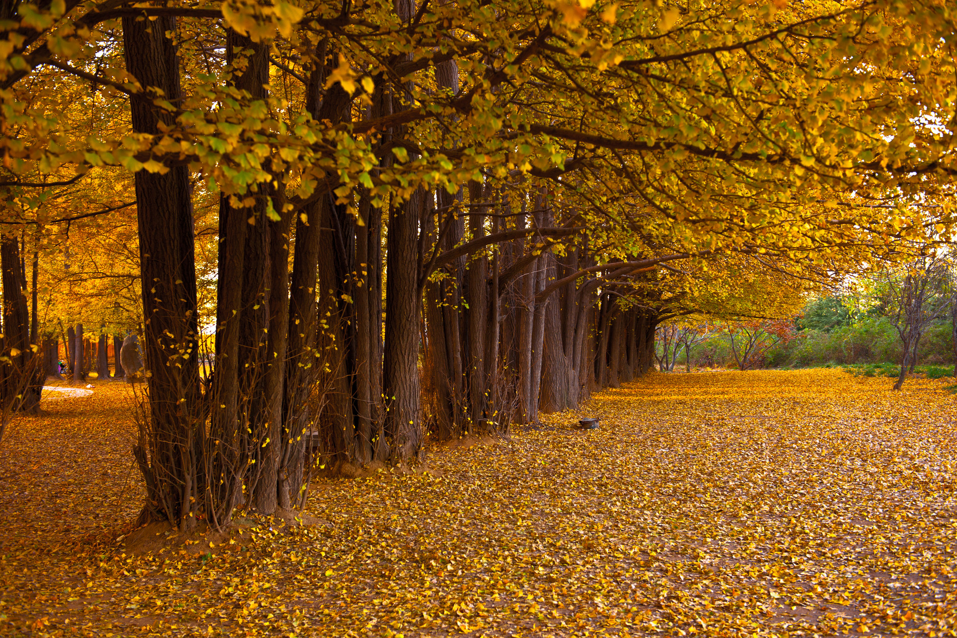 山东一叶知秋 SHANDONG AUTUMN MEMORIES