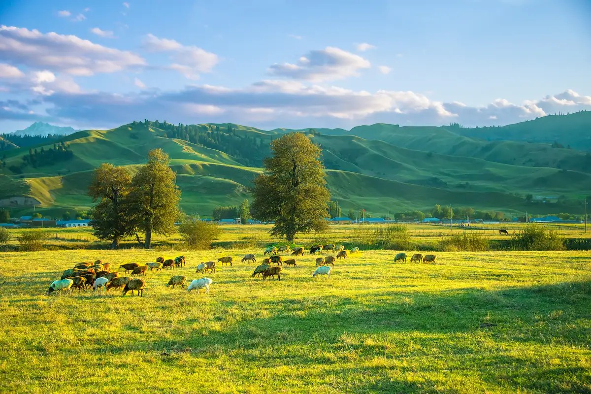 北疆童话 独库风光 NORTHERN XINJIANG FAIRY TALE DUKU SCENERY
