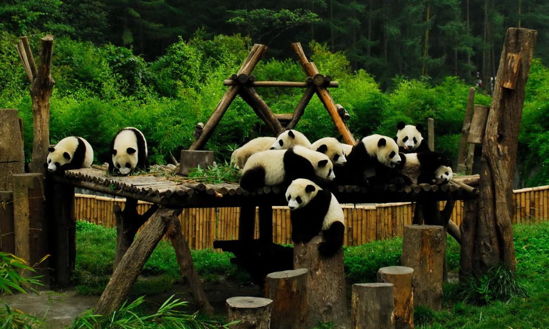 天府四川+九寨沟 HEAVEN SICHUAN + JIUZHAI VALLEY