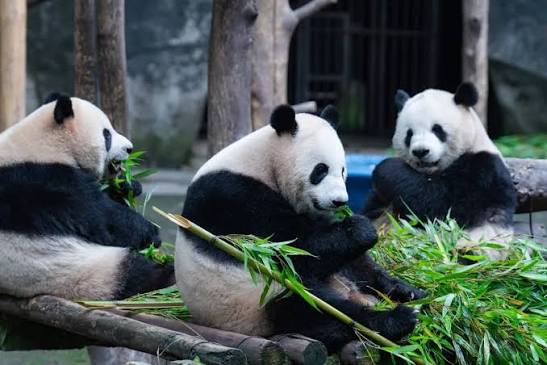 7天5晚 重庆遇见成都 (7D5N CHONGQING + CHENGDU) - EX PEN
