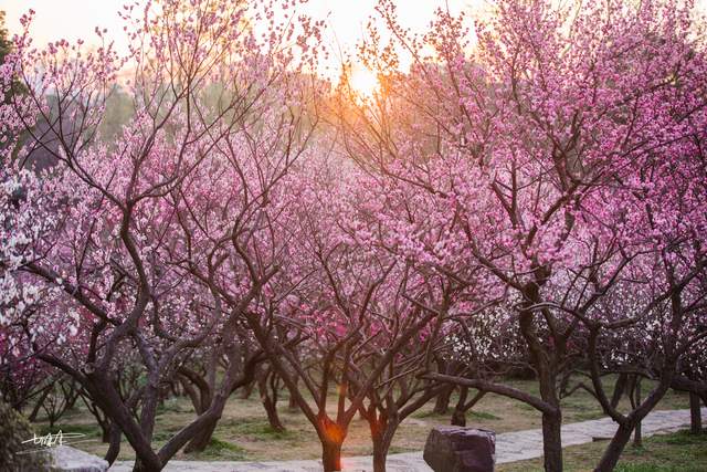8天6晚 花漾江南.春暖花开之旅 (JIANGNAN FLORIST FESTIVAL) - EX PEN