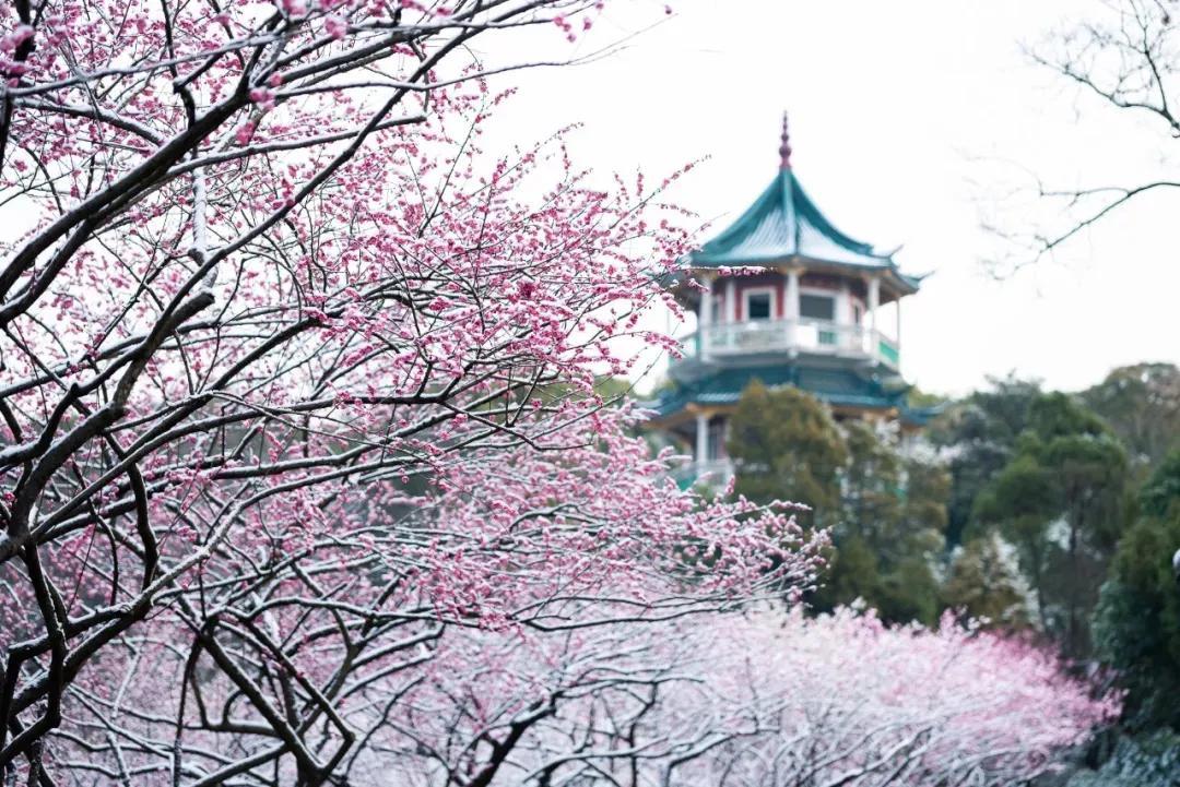 8天6晚 花漾江南.春暖花开之旅 (JIANGNAN FLORIST FESTIVAL) - EX PEN
