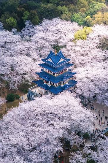 8天6晚 花漾江南.春暖花开之旅 (JIANGNAN FLORIST FESTIVAL) - EX PEN