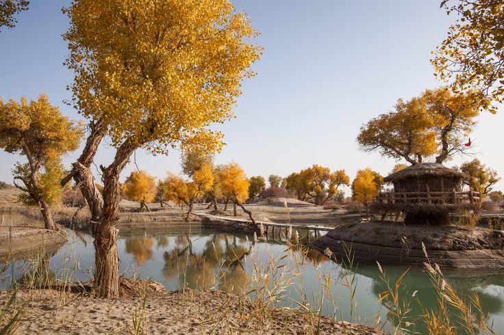 Populus euphratica trees