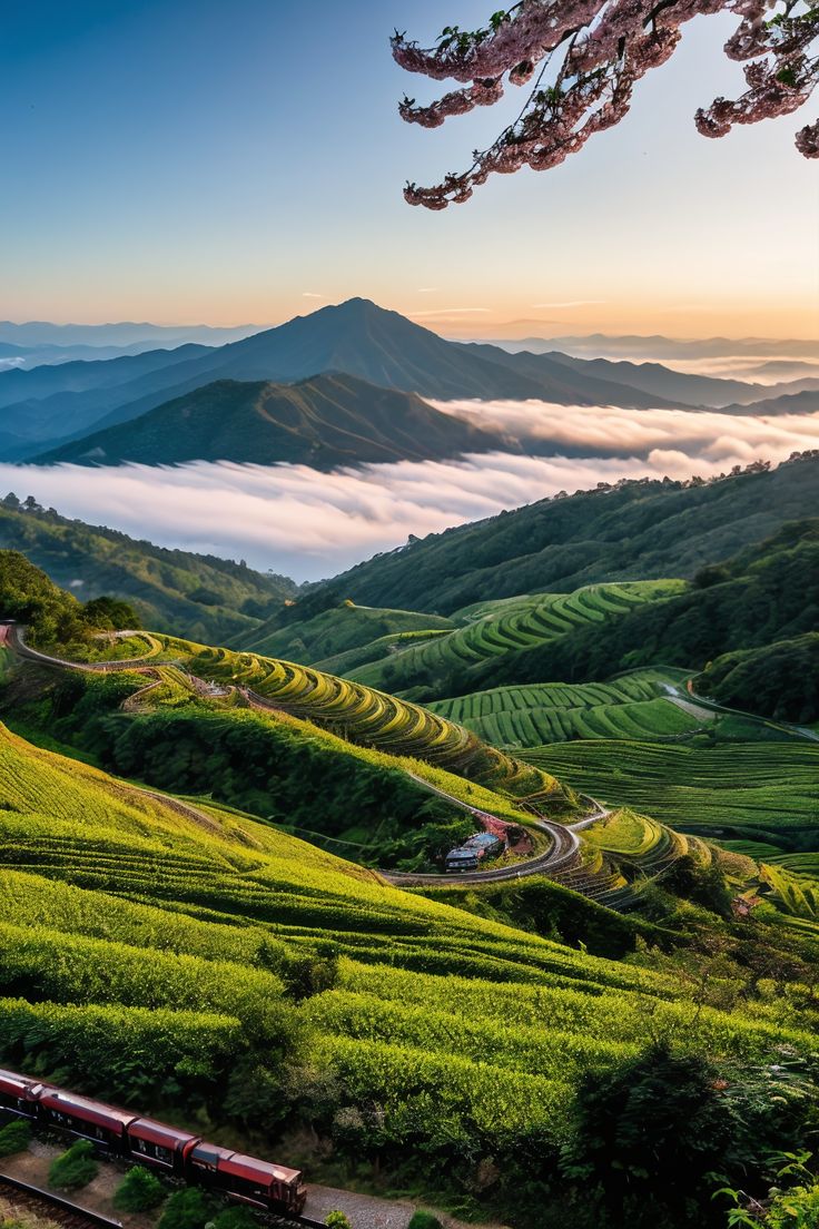 Alishan National Scenic Area