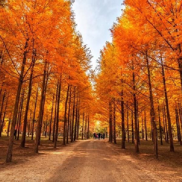 Nami Island
