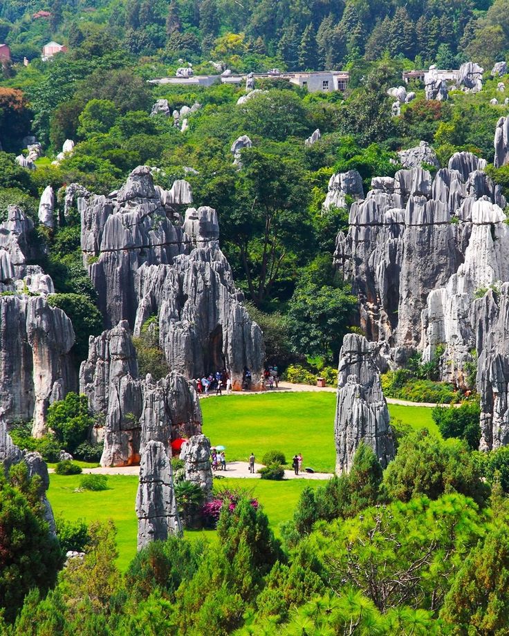 Black Stone Forest