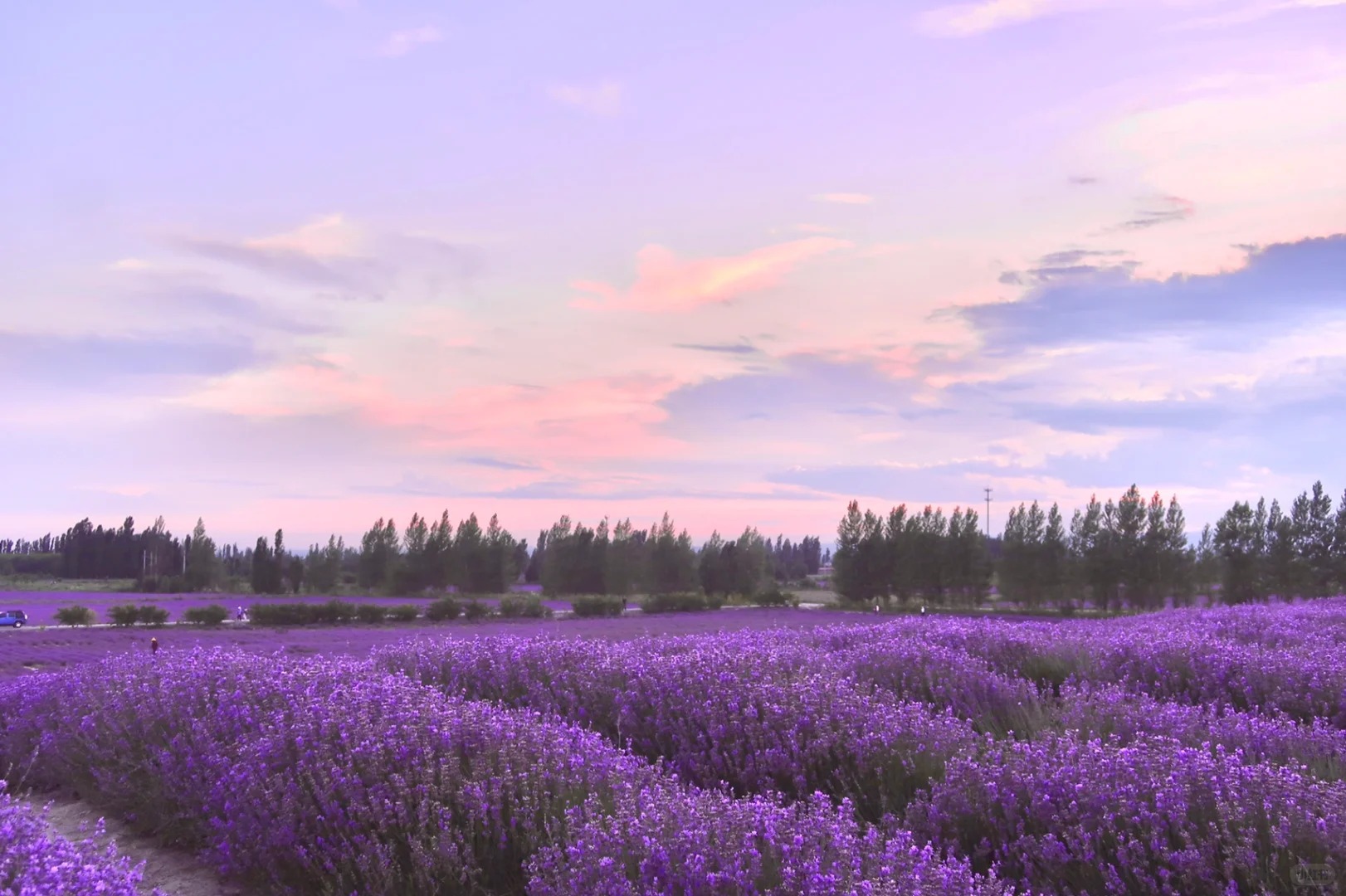 11D9N WANDERLUST NORTHERN XINJIANG SUMMER  ( 11天9晚 漫游北疆  夏季 ）