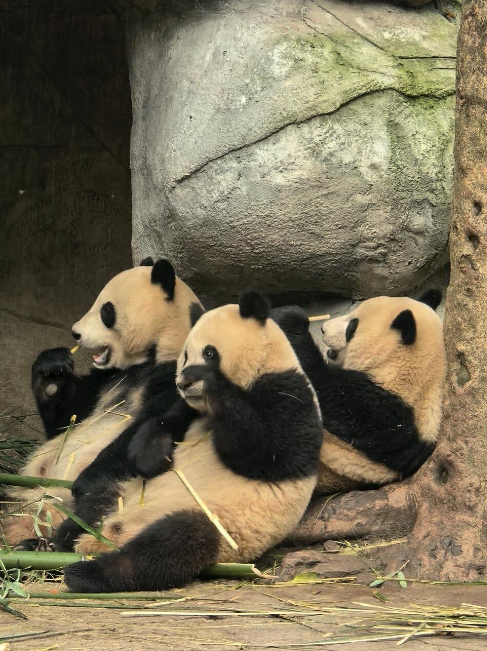 8D6N / 7D6N WANDERLUST SHUCHUAN  ( 8天6晚 /  7天6晚 漫游蜀川 )