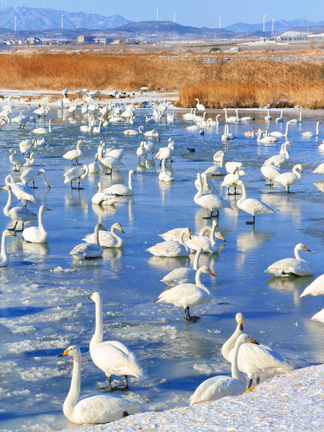 WANDERLUST QINGYAN WINTER 