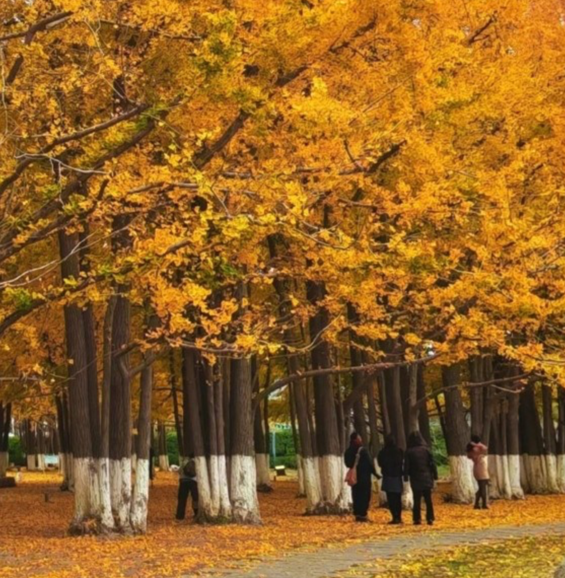 WANDERLUST QINGYAN AUTUMN 